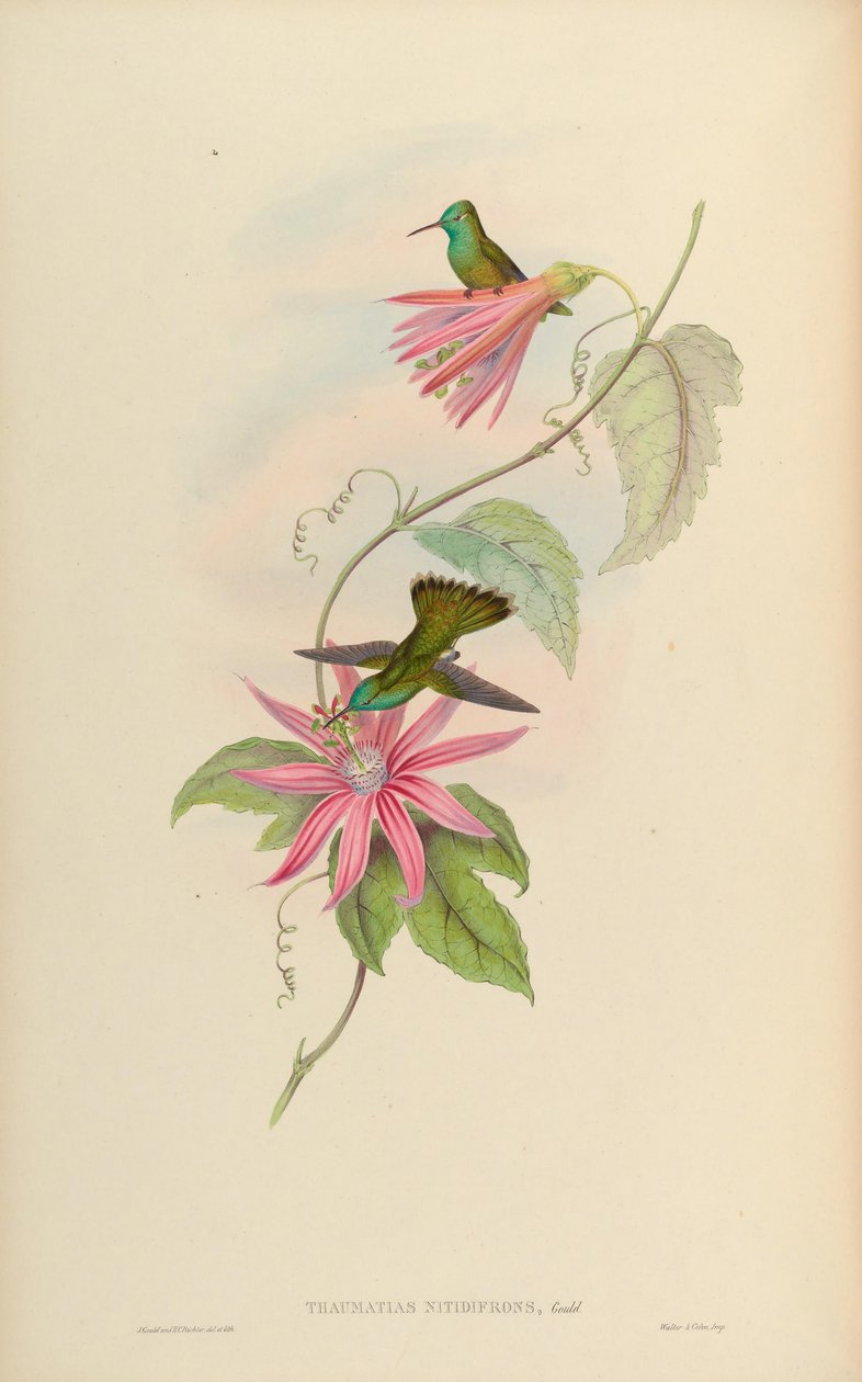 Thaumatias nitidifrons = Amazilia versicolor nitidifrons av John Gould