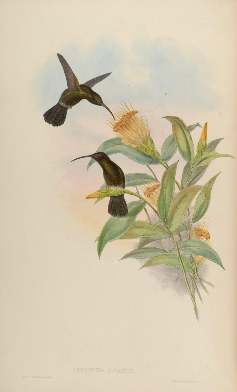 Threnetes antoniae = Threnetes niger niger av John Gould
