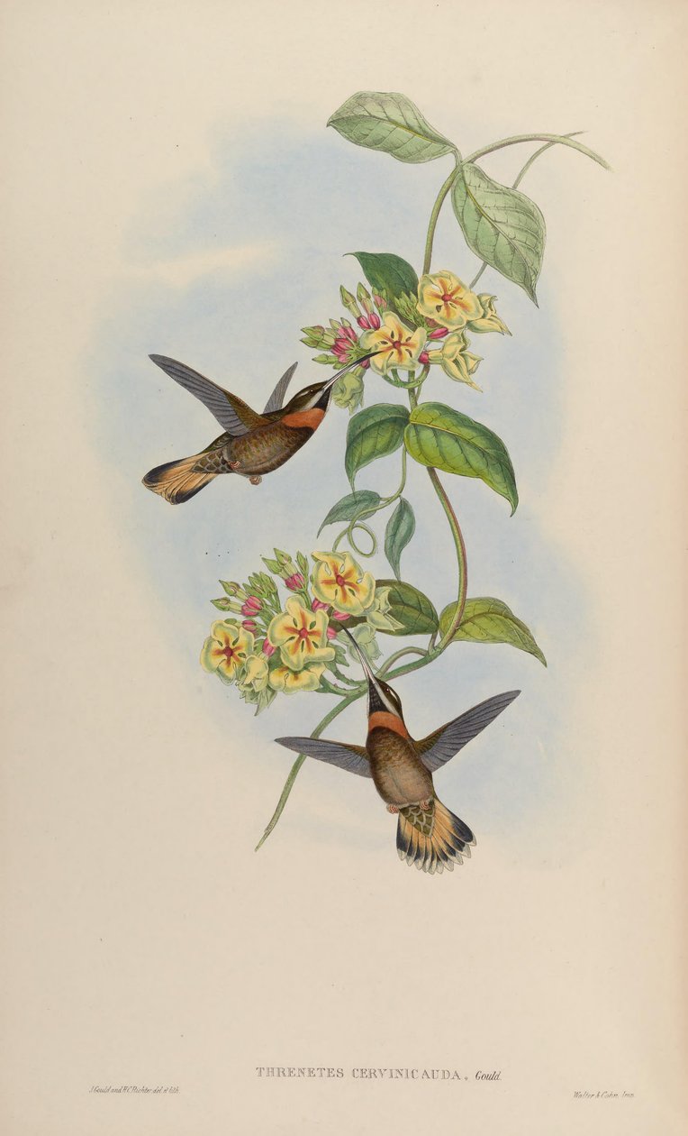 Threnetes cervinicauda = Threnetes leucurus cervinicauda av John Gould