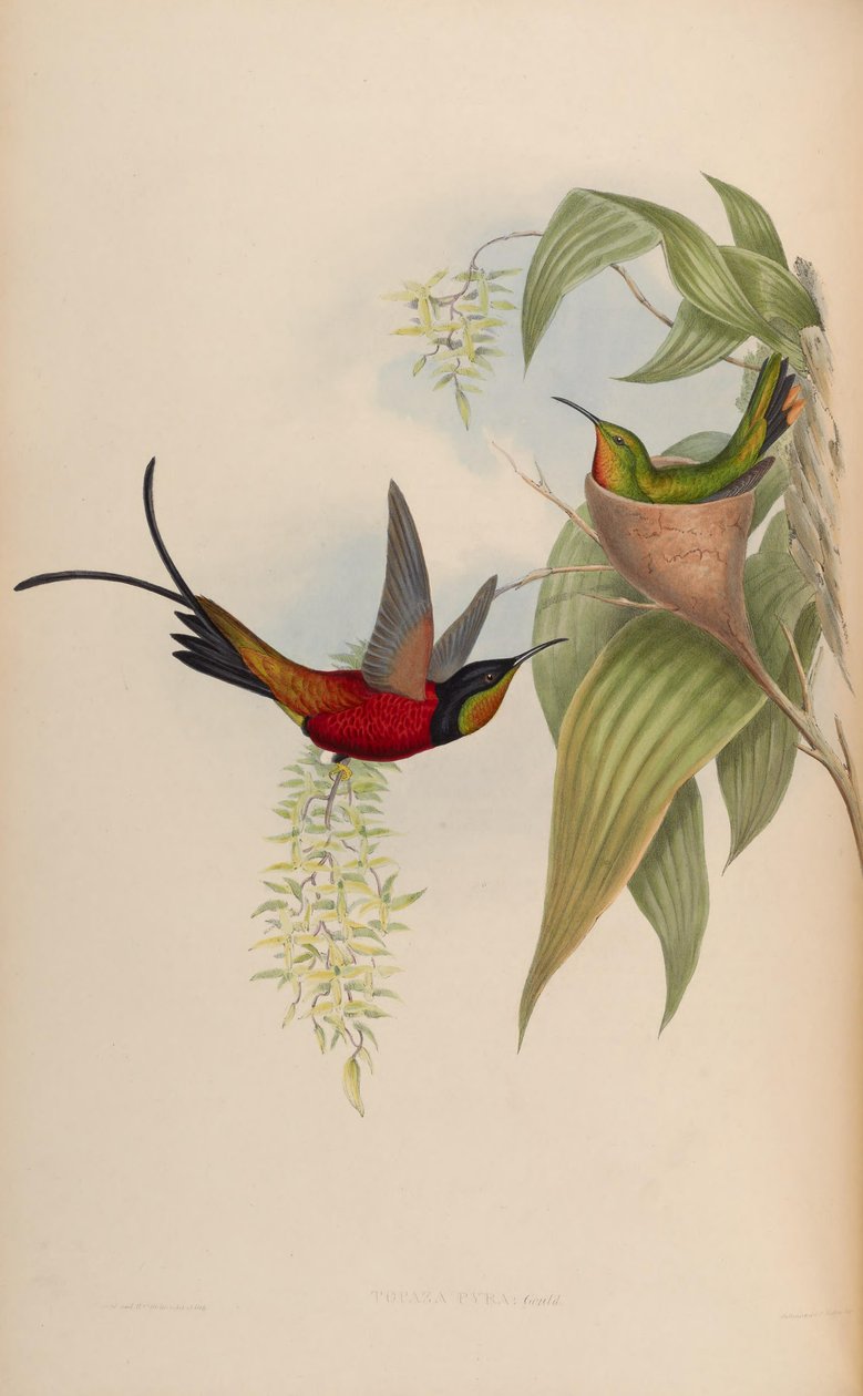 Topaz Pyra av John Gould