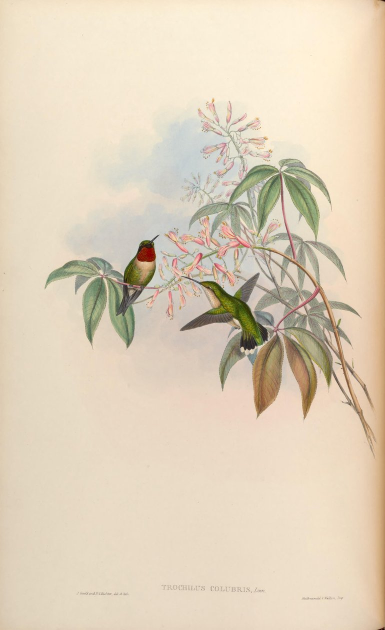 Trochilus colubris = Archilochus colubris av John Gould