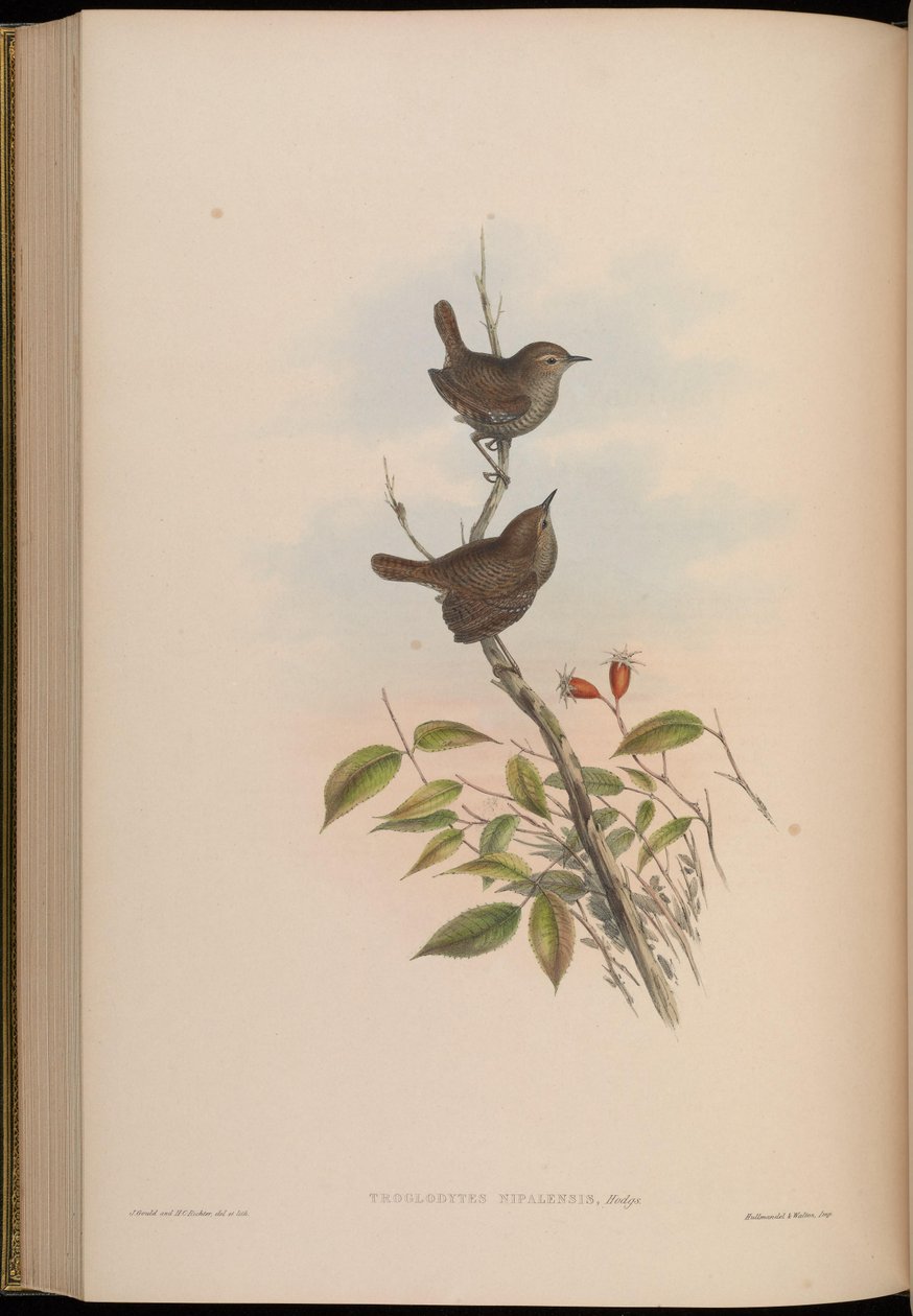 Troglodytes nipalensis = Troglodytes troglodytes nipalensis av John Gould