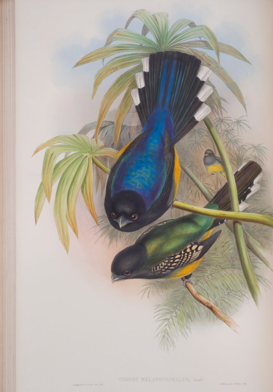 Trogon Melanocephalus, plate fra The Birds of Great Britain av John Gould, utgitt 1862-73 (håndfarget lito) av John Gould
