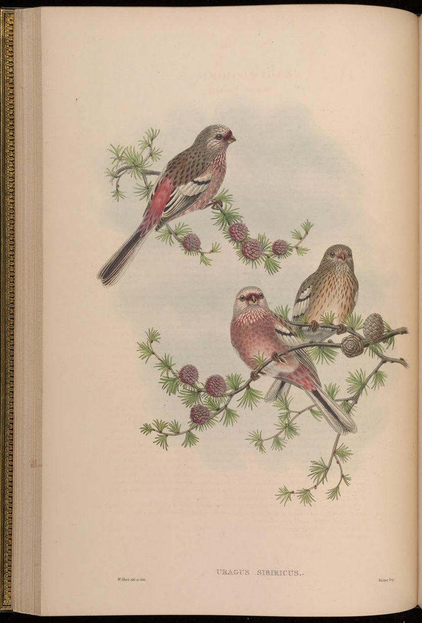 Uragus sibiricus av John Gould
