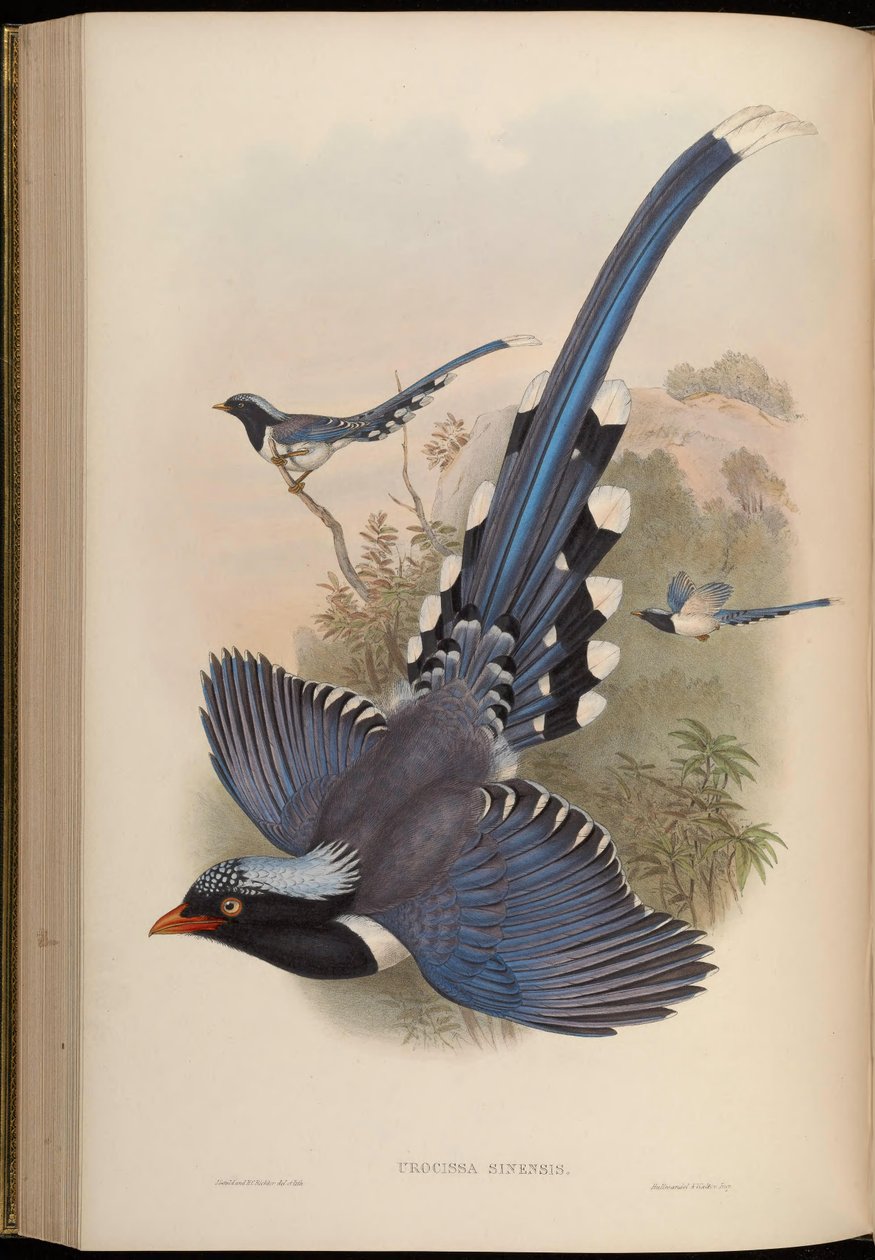 Urocissa sinensis = Urocissa erythrorhyncha av John Gould