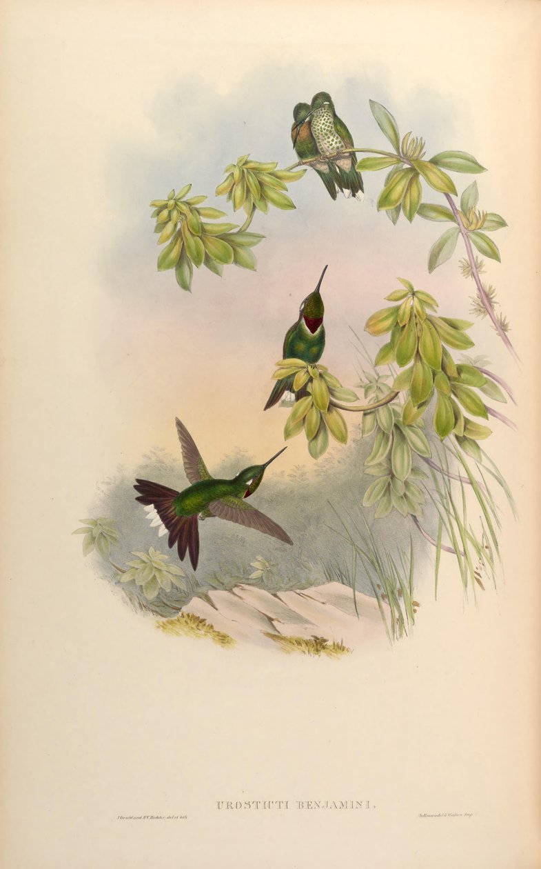 Urosticte benjamini av John Gould