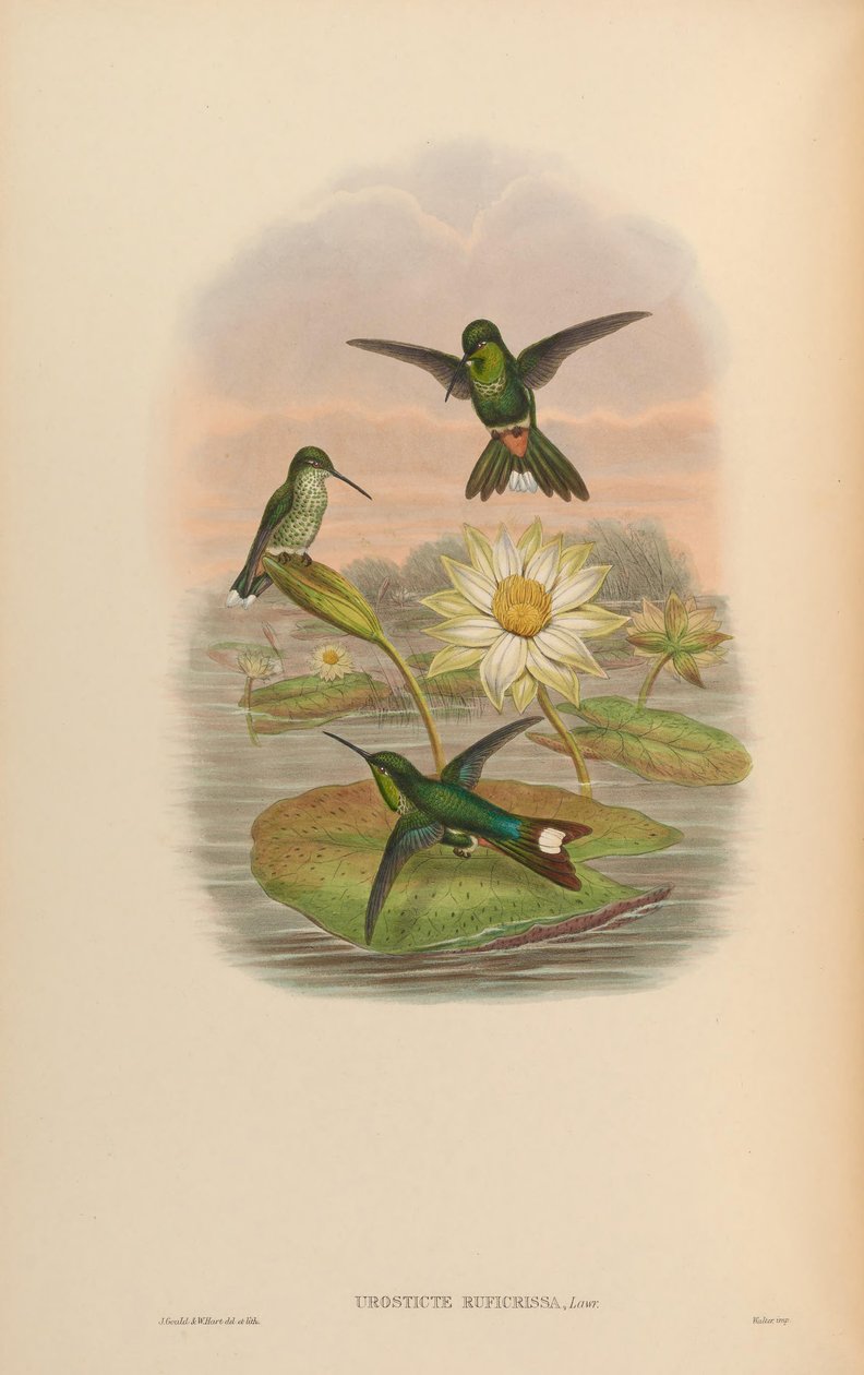 Urosticte ruficrissa av John Gould