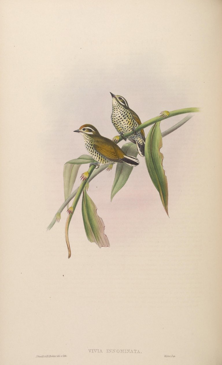 Vivia innominata = Picumnus innominatus av John Gould