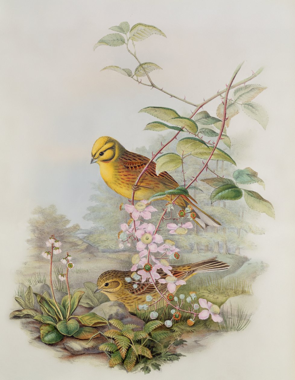 Yellowhammer, 1873 (blyant, wc på papir) av John Gould