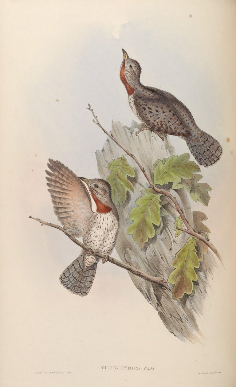 Yunx indica = Jynx ruficollis (syn. J. pectoralis) av John Gould
