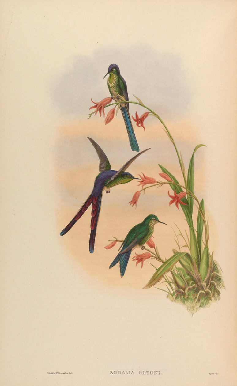 Zodalia ortoni = Lesbia av seier av John Gould