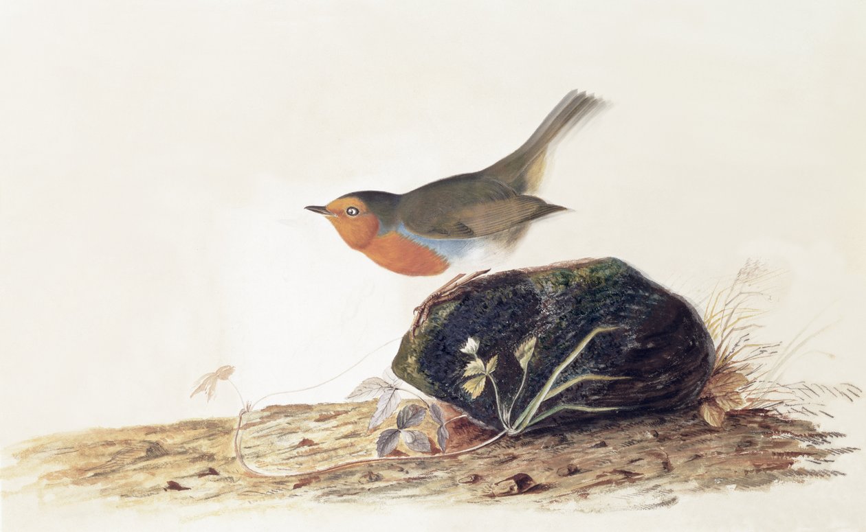 En Robin satt på en mosetestein av John James Audubon