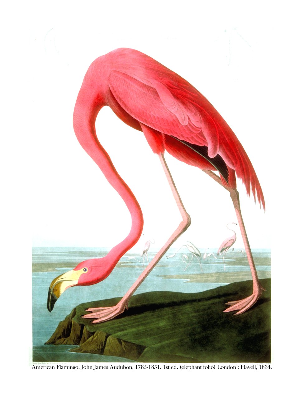 American Flamingo, 1834 av John James Audubon