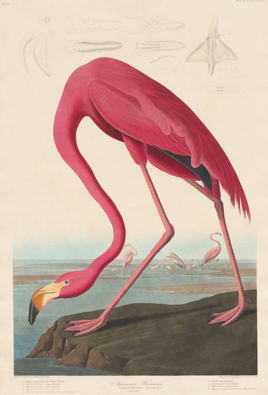 American Flamingo, 1838 av John James Audubon