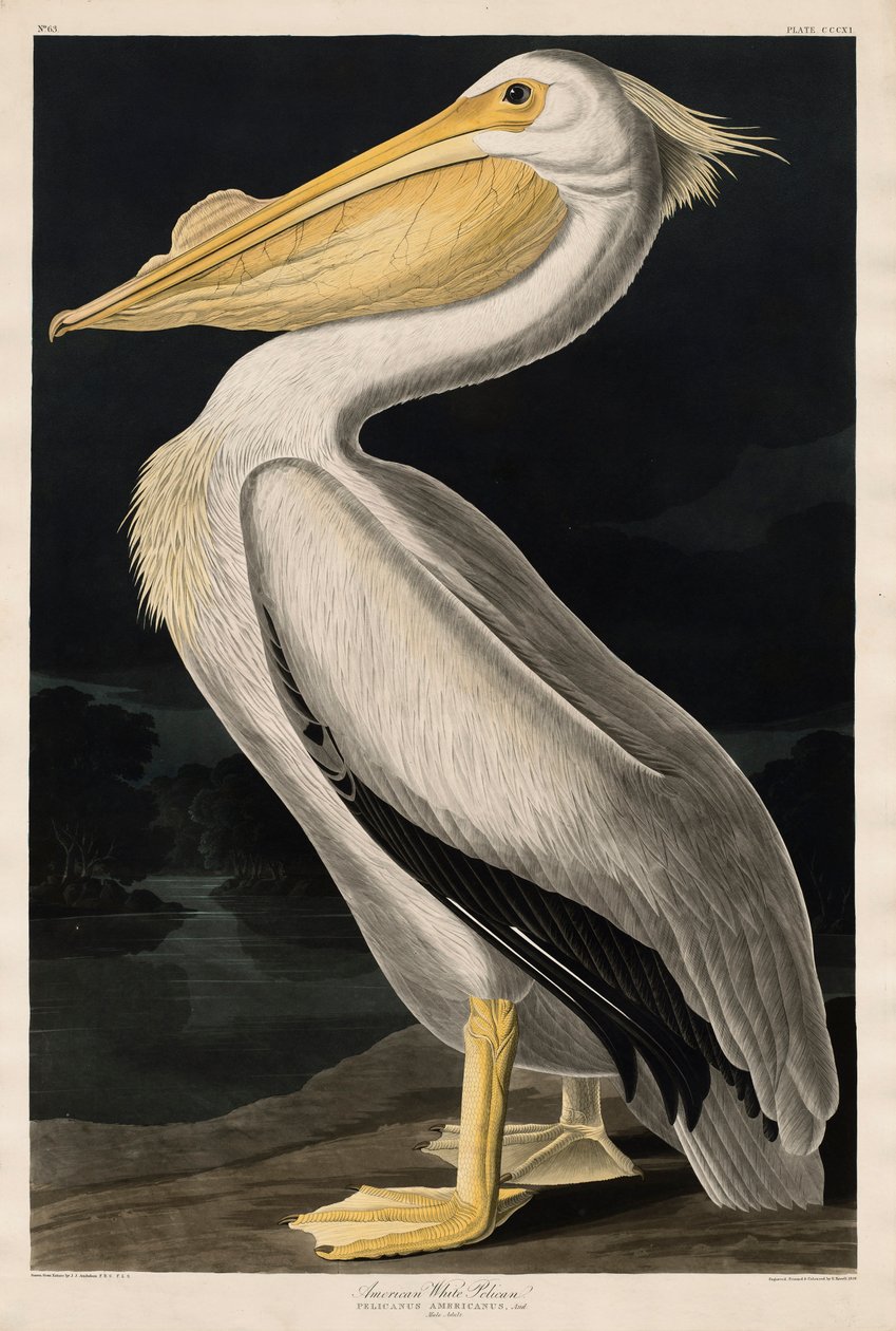 Amerikansk hvit pelikan, 1836 av John James Audubon