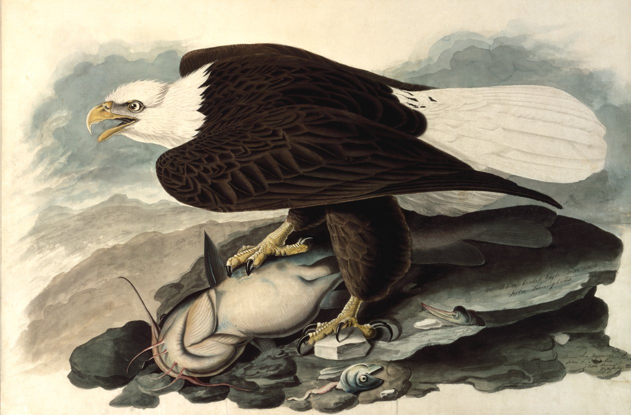 Bald Eagle, 1828 (wc, pastell og grafitt på papir) av John James Audubon