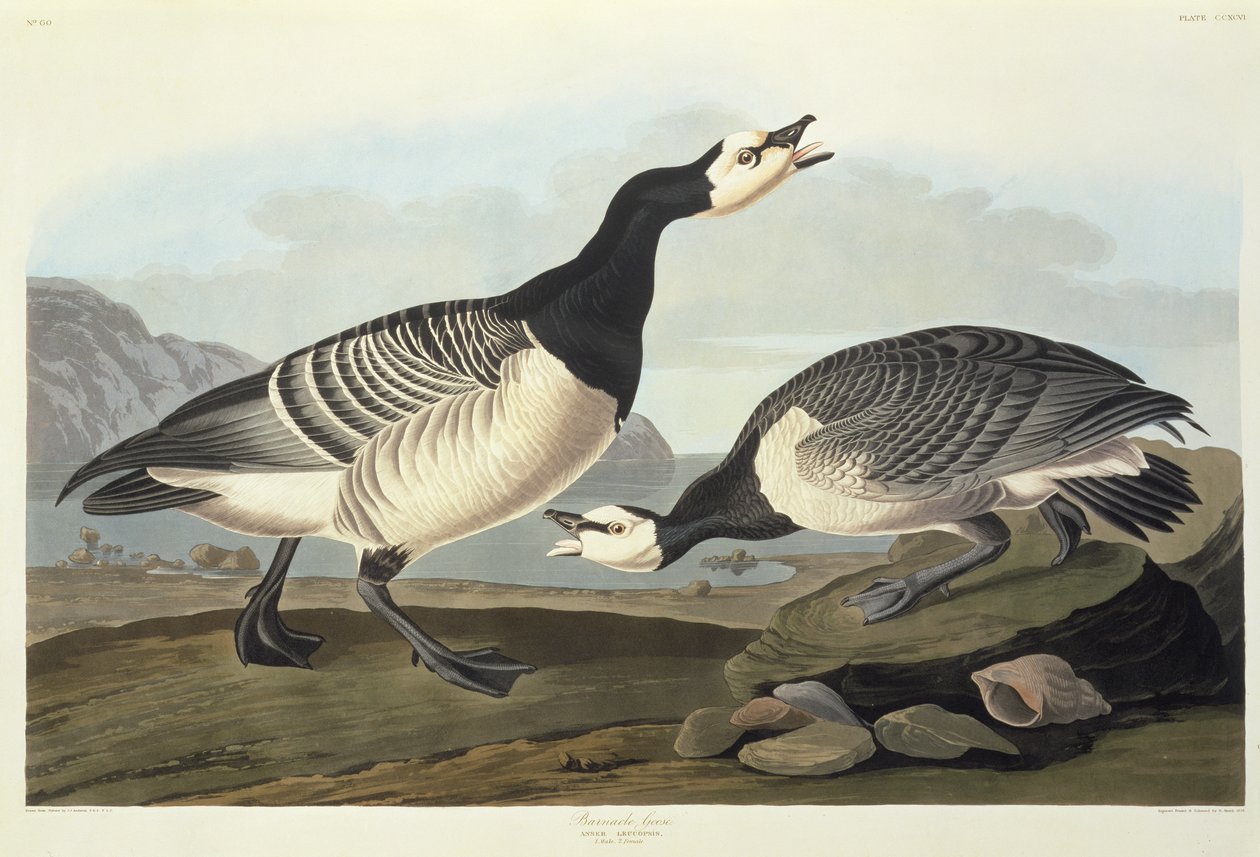 Bramgås av John James Audubon