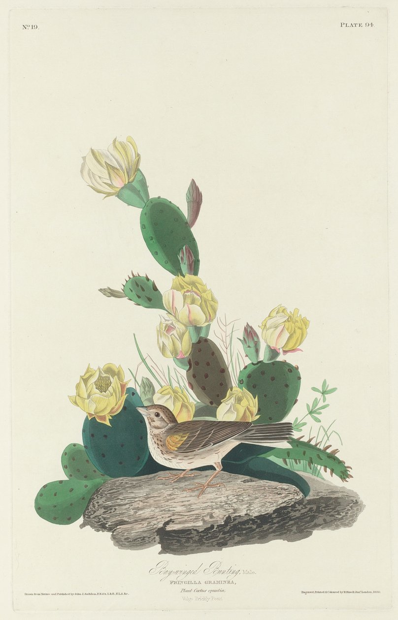 Bay-winged Bunting, 1830 av John James Audubon