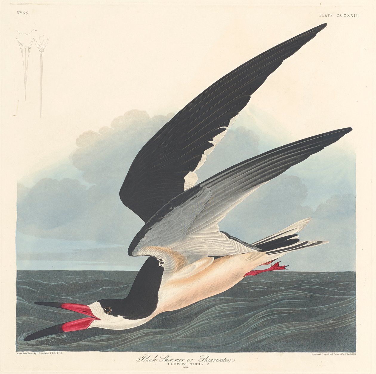 Black Skimmer, 1836 av John James Audubon