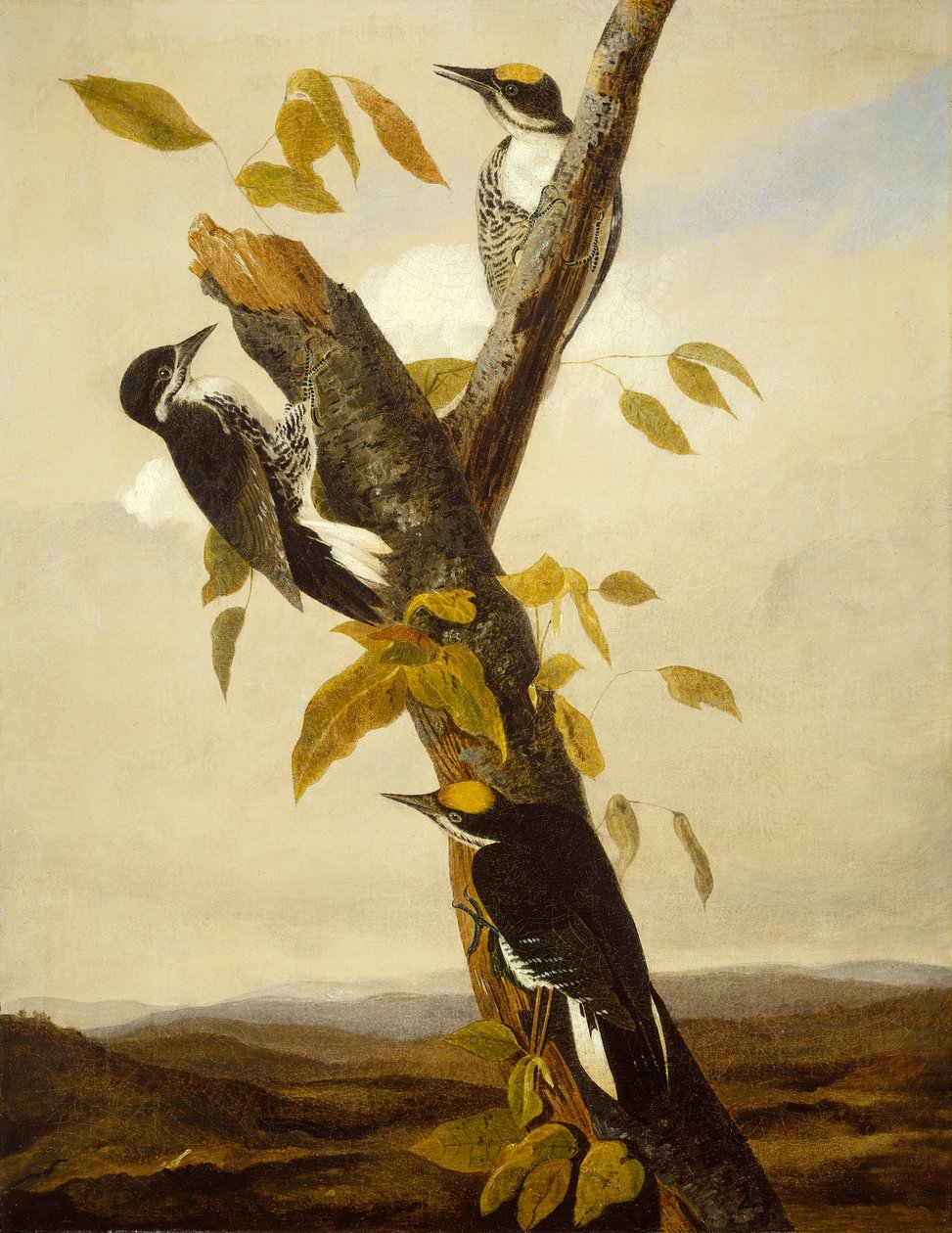 Svartryggspett med tretå, 1831-3 (blyant og olje på lerret) av John James Audubon