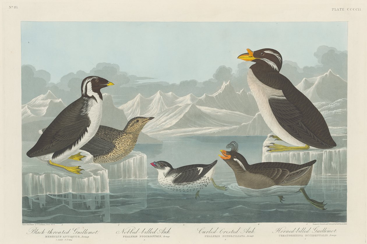 Svartstrupe lomvi, nobbnebbet alk, krøllete lomvi og hornnebb lomvi1838 av John James Audubon