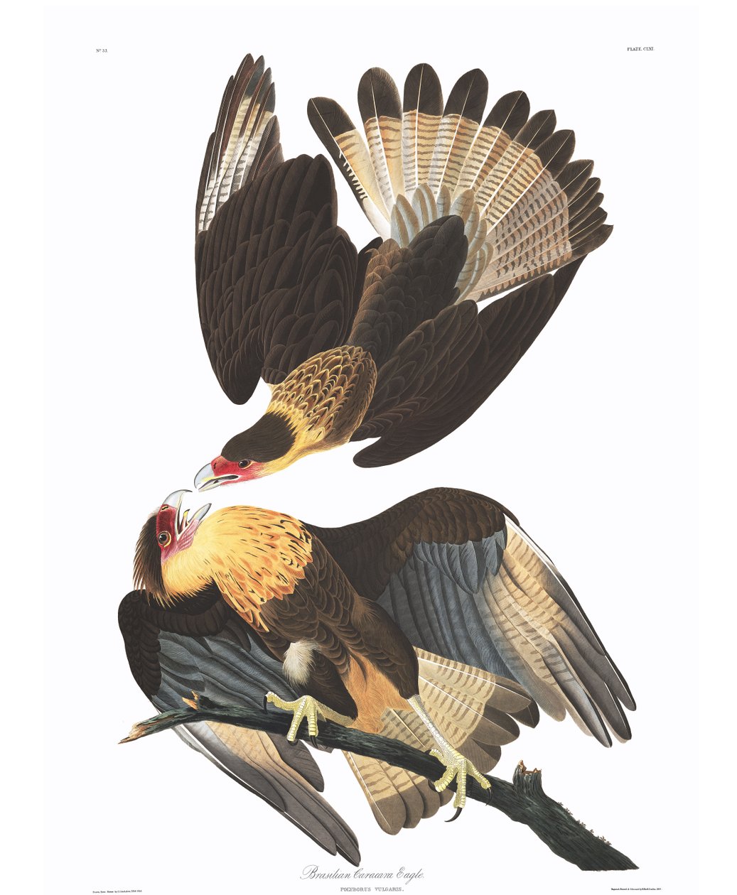 Brasiliansk Caracara Eagle (Polyborus vulgaris) av John James Audubon