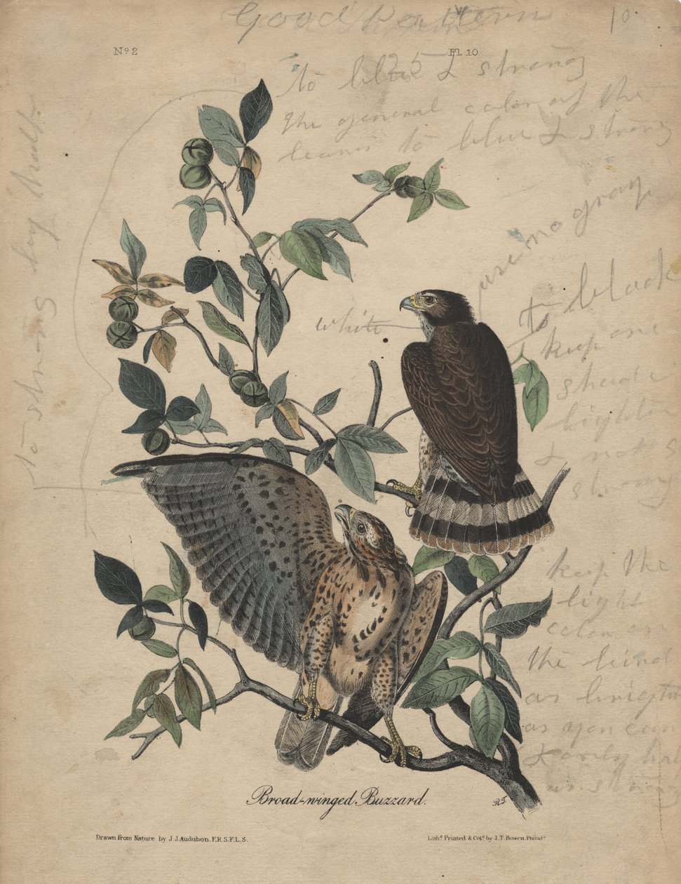 Bredvinget musvåg, litho av J.T. Bowen, 1840 av John James Audubon