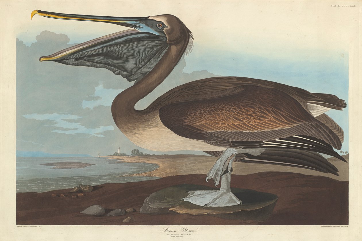 Brown Pelican, 1838 av John James Audubon