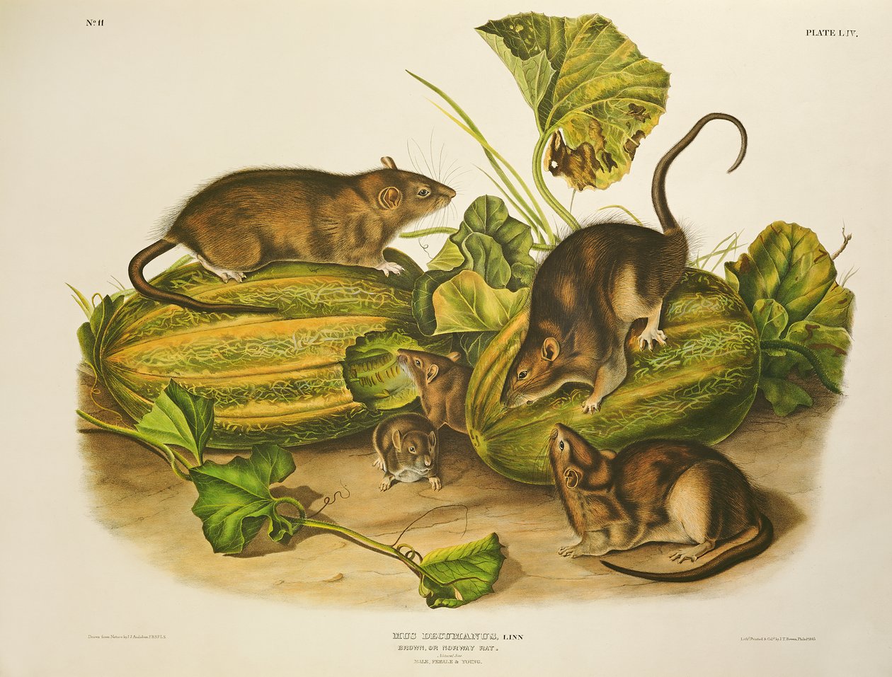 Brown, eller Norway Rat, gravert av John T. Bowen (1801-c.56) publisert 1845 av John James Audubon
