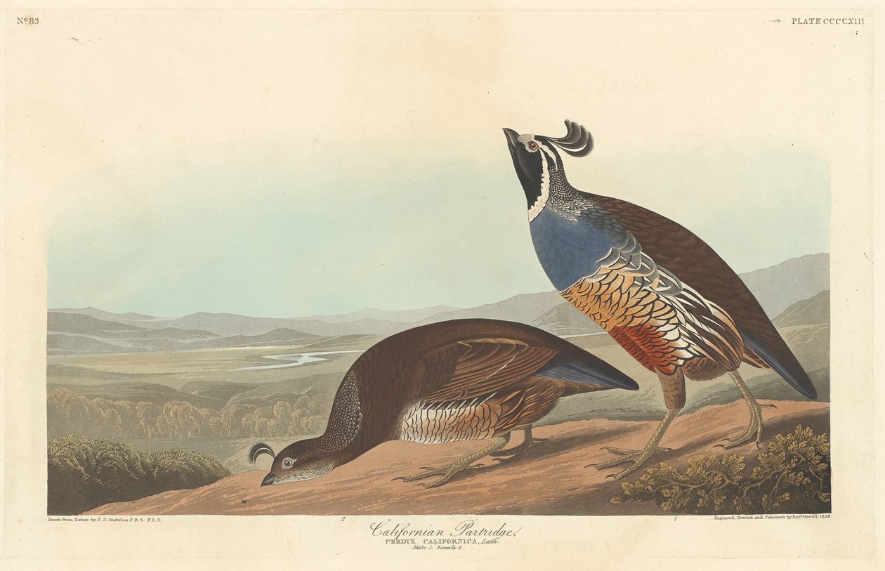 Californian Partridge, 1838 av John James Audubon