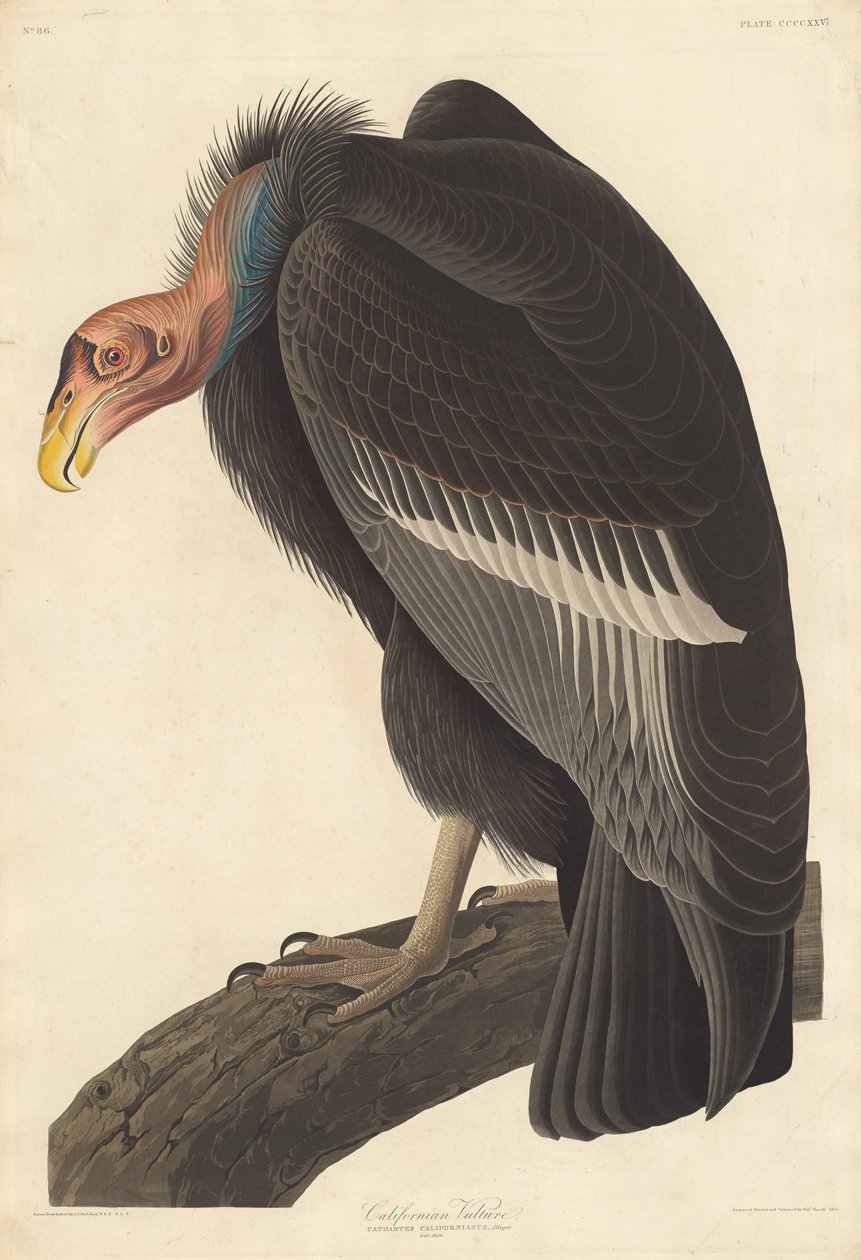 Californian Vulture, 1838 av John James Audubon