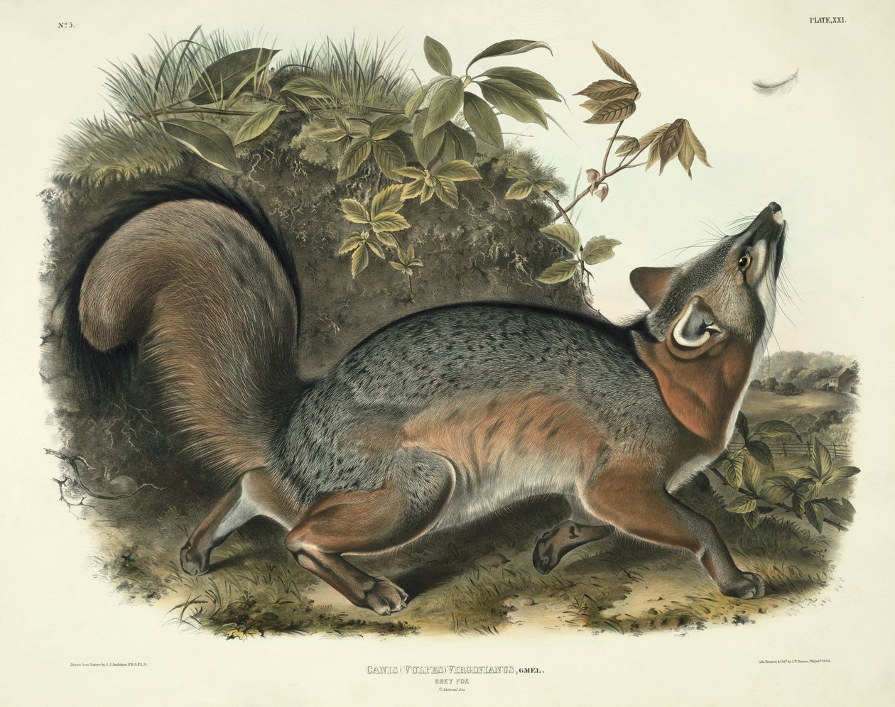Canis (Vulpes) Virginianus (Grey Fox), plate 21 fra 