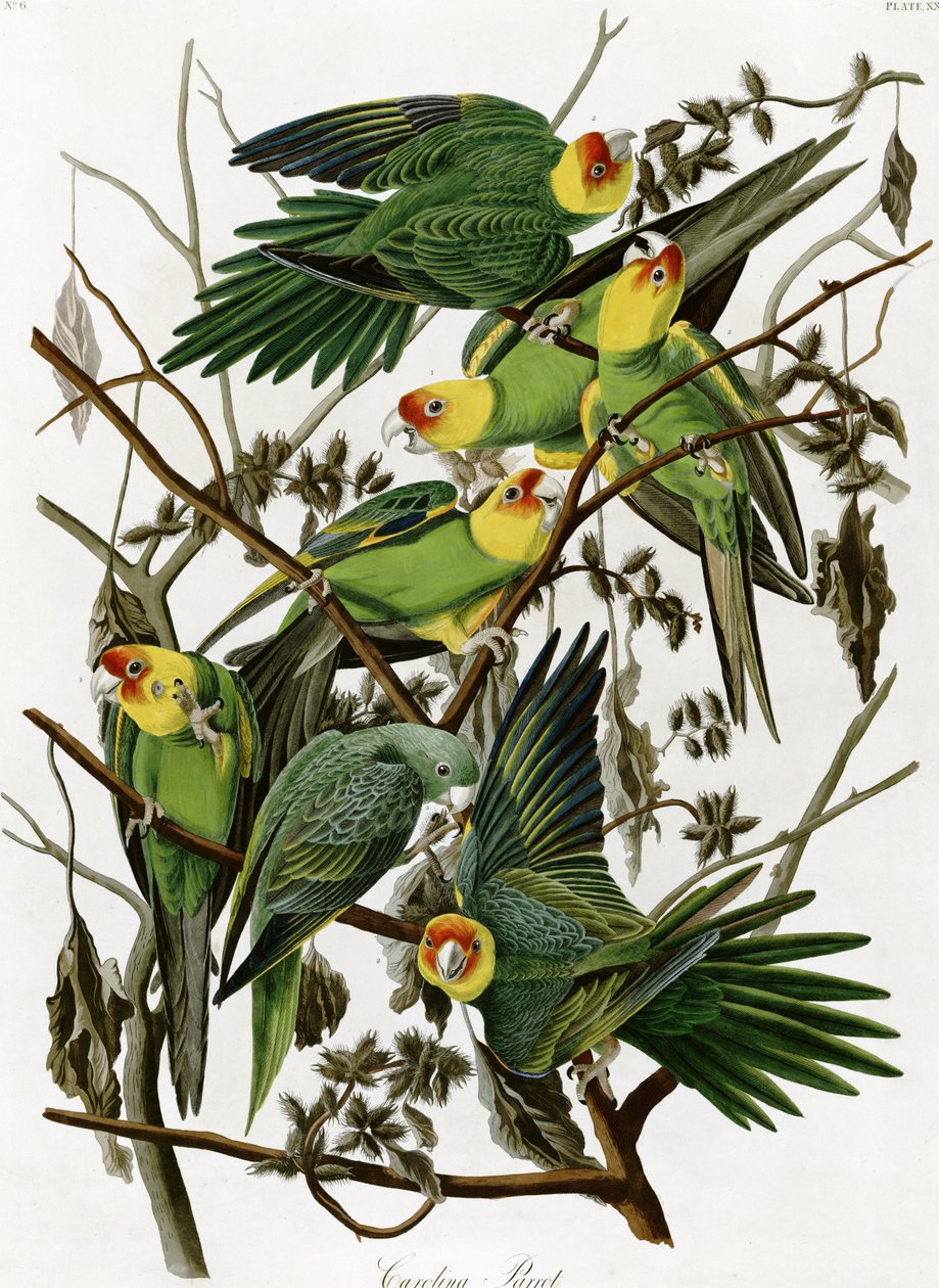 Carolina parakitter av John James Audubon (1833) av John James Audubon