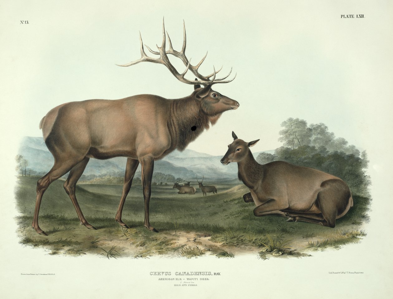 Cervus Canadensis (American Elk, Wapiti Deer), plate 62 fra 