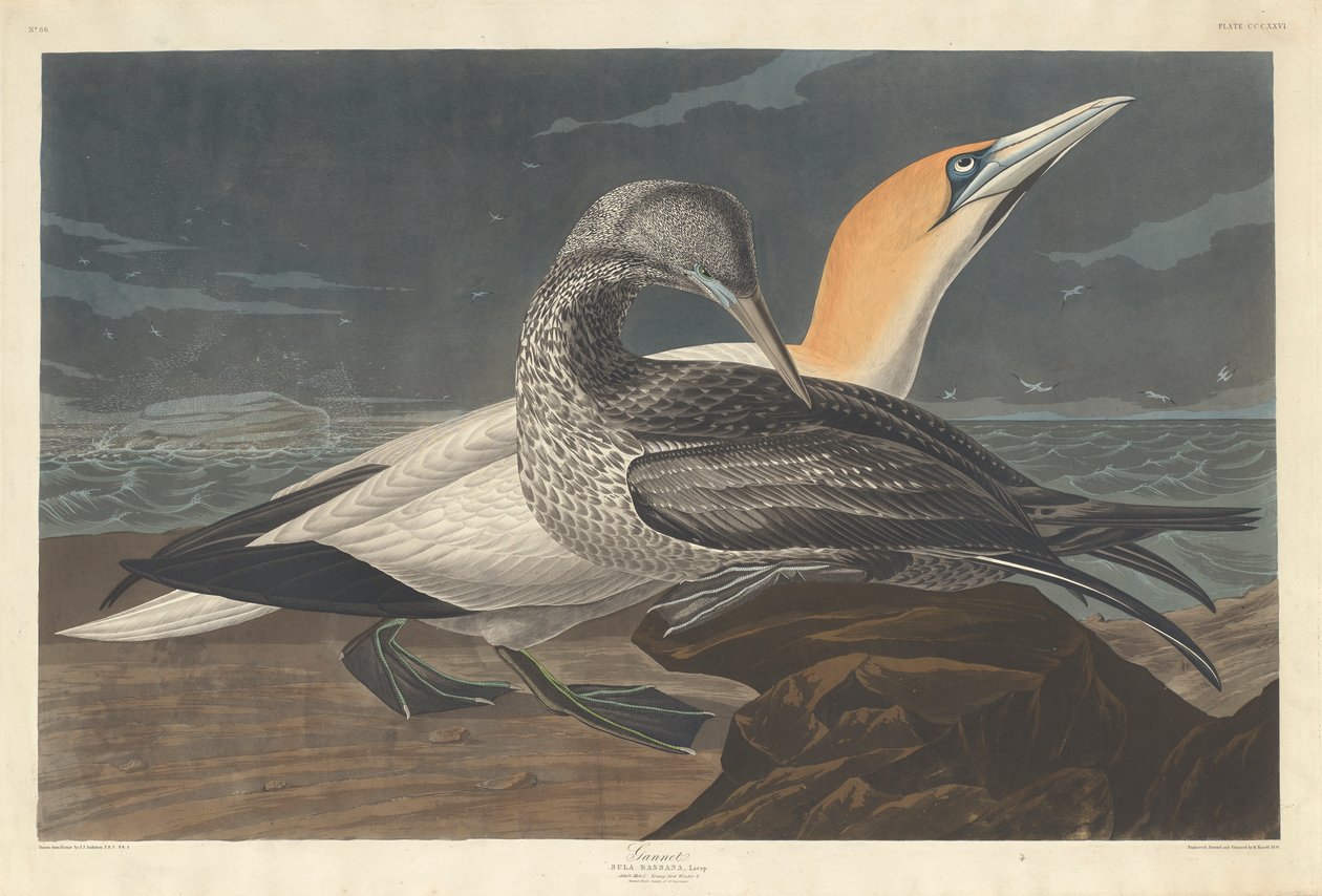 Sule, 1836 av John James Audubon