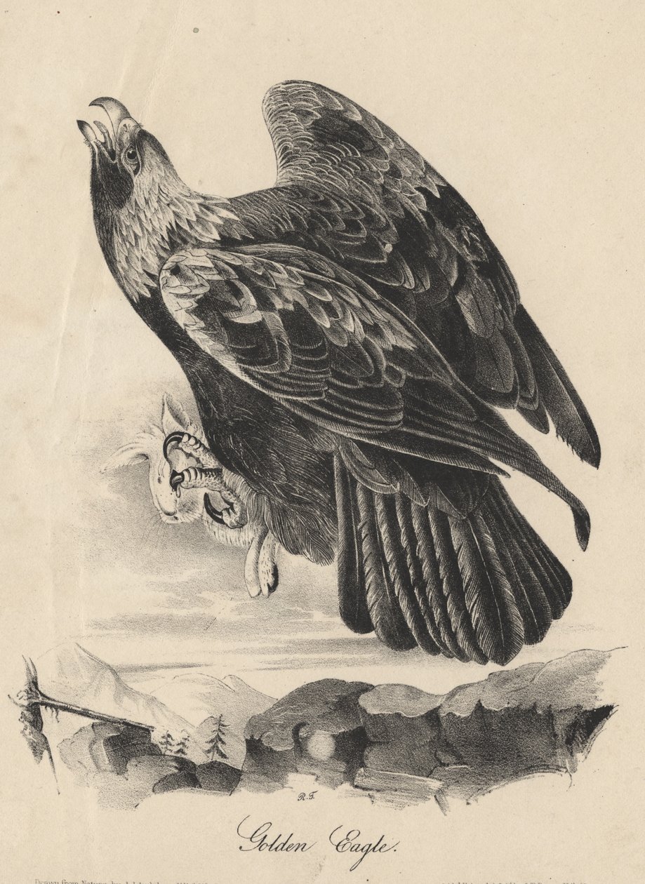 Golden Eagle, litho av J.T. Bowen, fra 