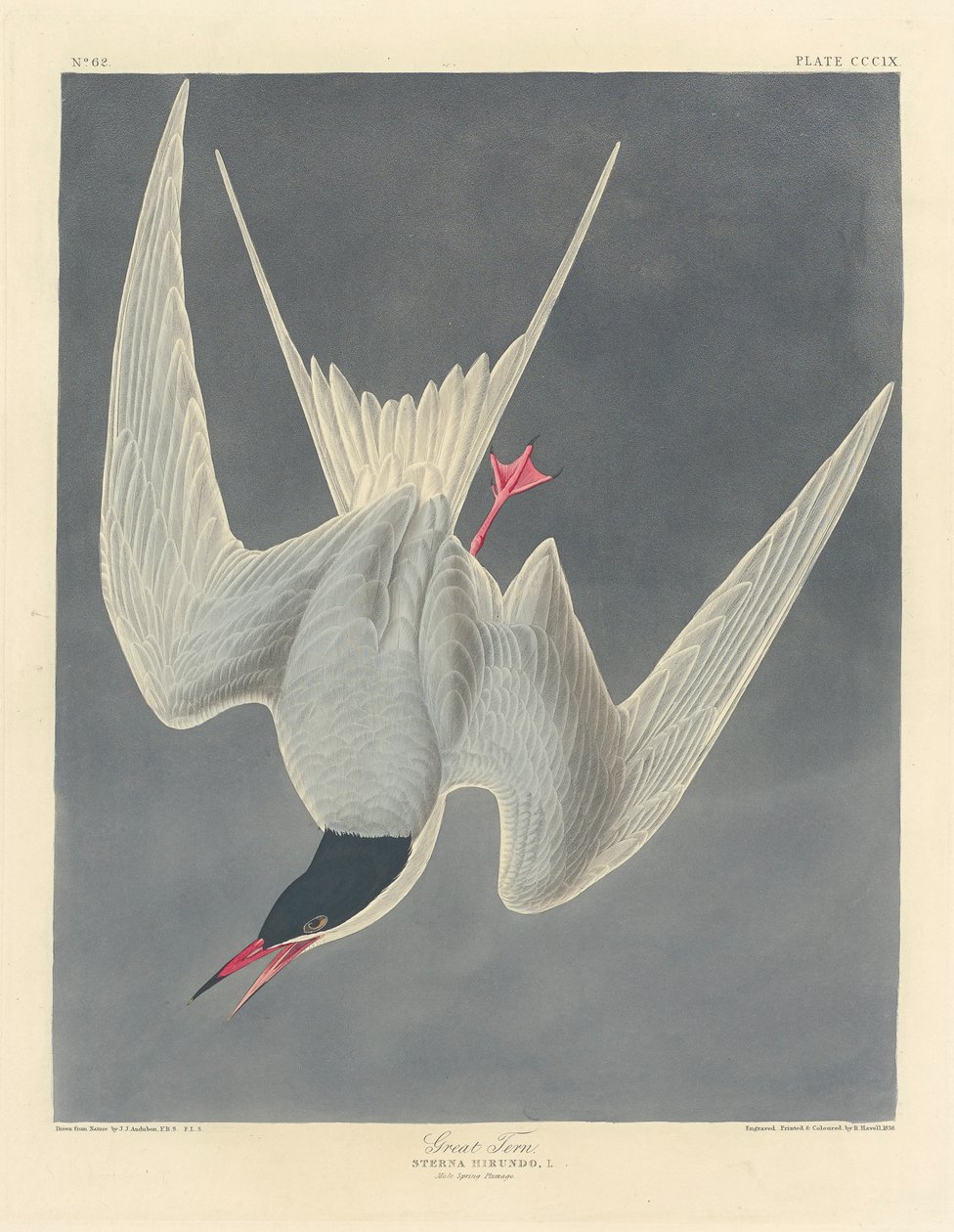 Stortern, 1836 av John James Audubon