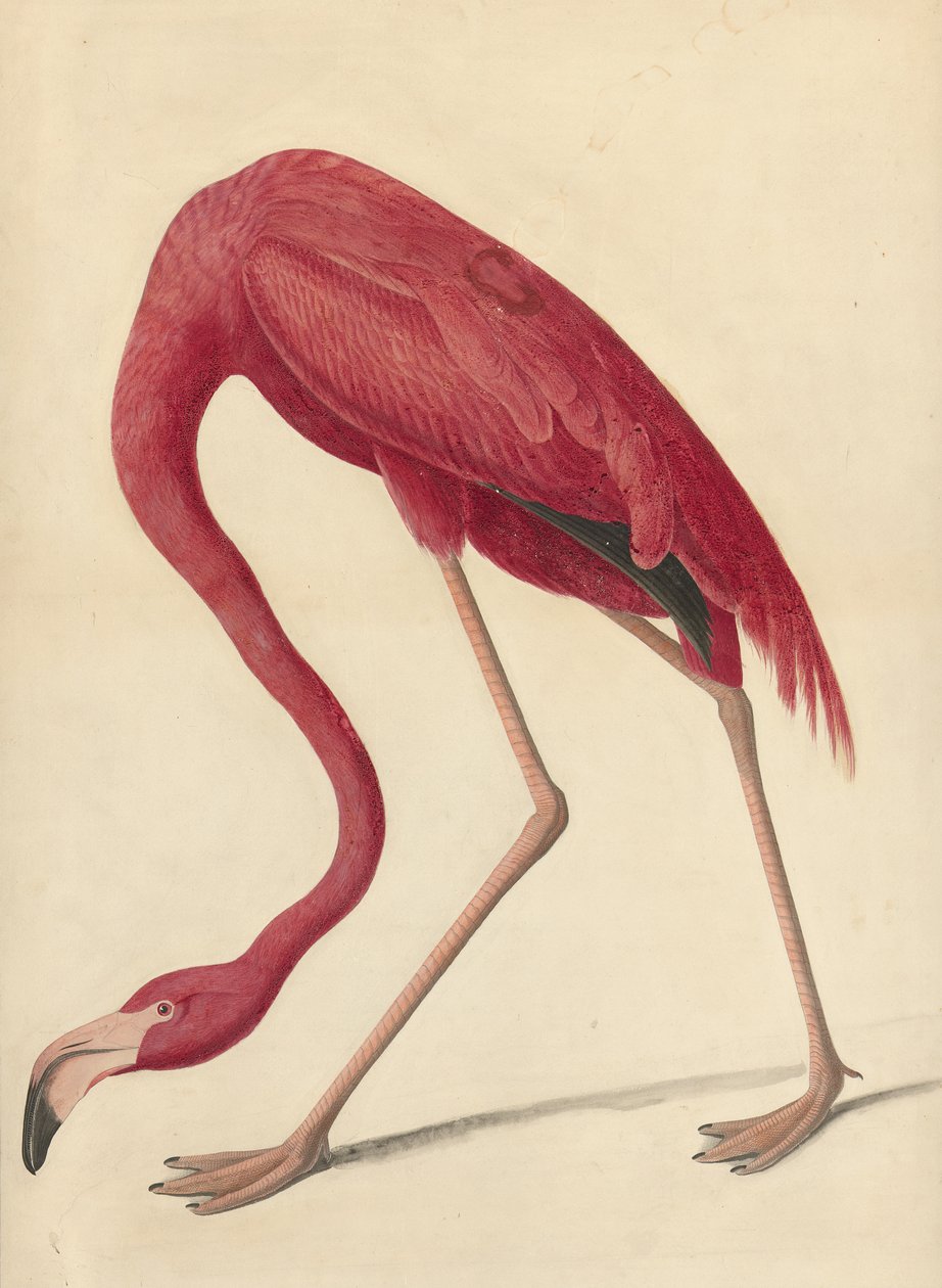 Greater Flamingo, 1838 (wc, eggehvite og grafitt på papir) av John James Audubon