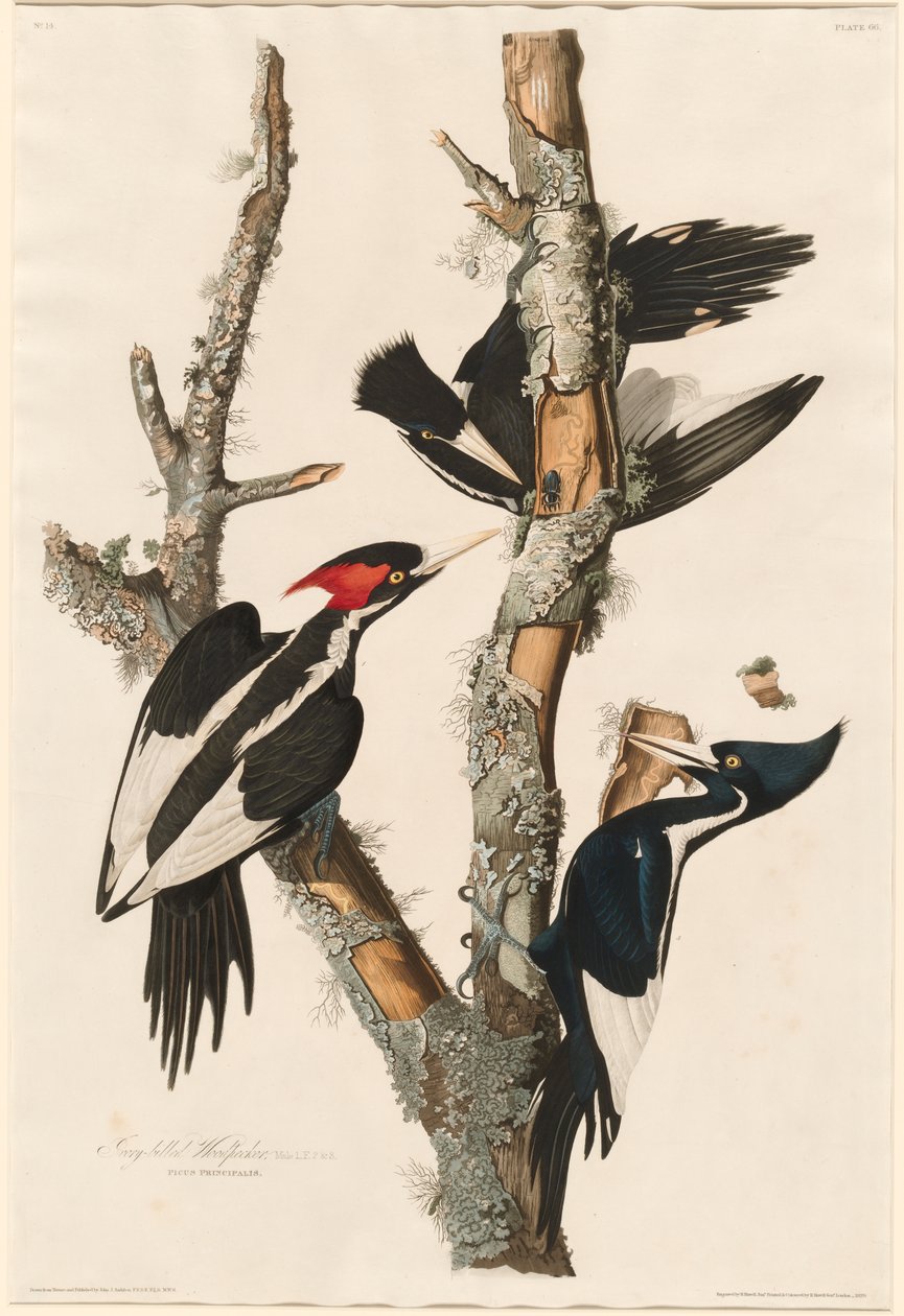 Elfenbensnebb, 1829 av John James Audubon