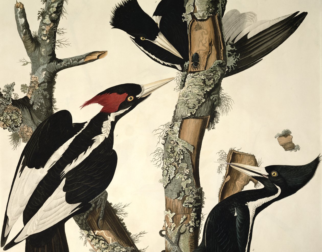 Elfenbensnæbbet hakkespett, fra Birds of America, gravert av Robert Havell 1793-1878 1829 farget graveringsdetalj av 5910 av John James Audubon