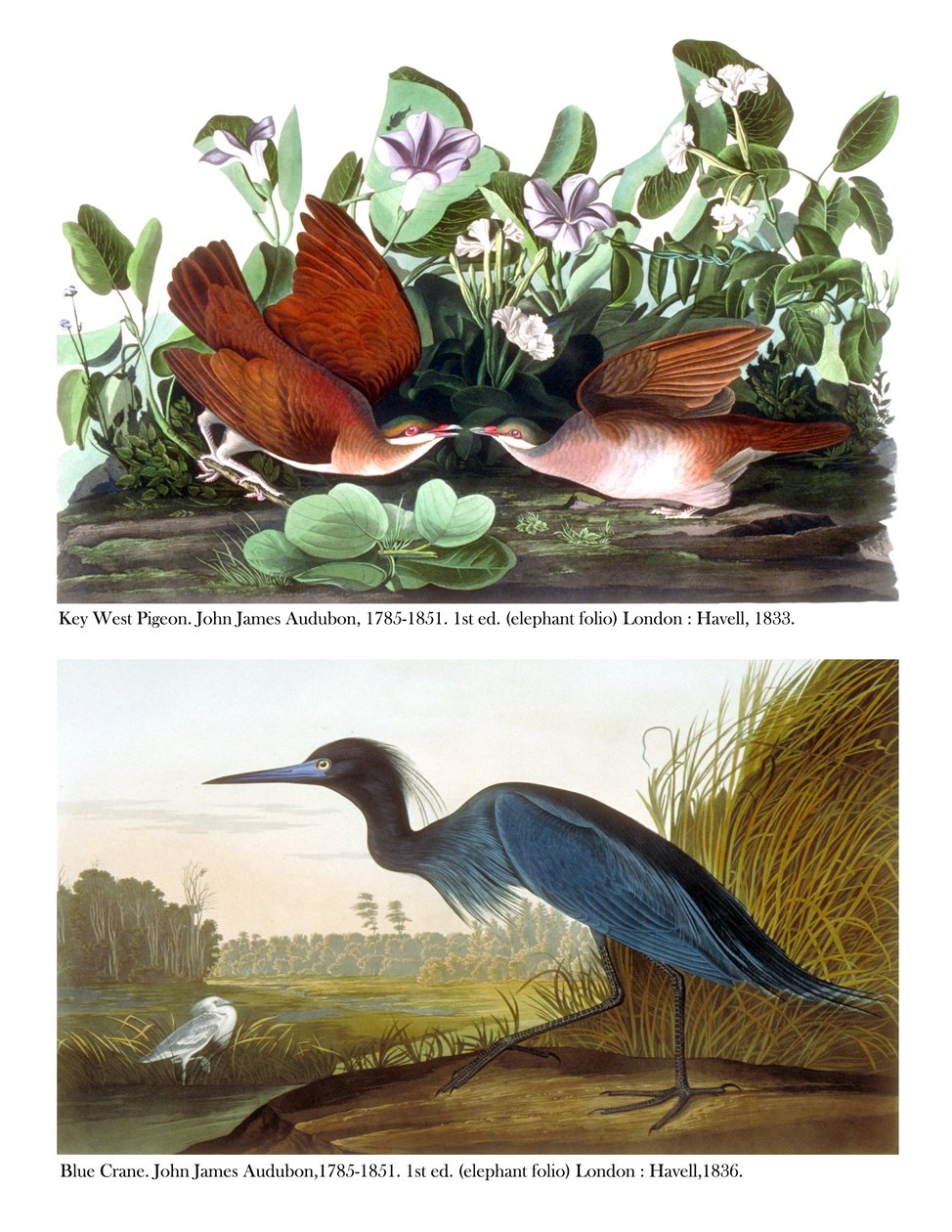 Key West Pigeon and Blue Crane, ca. 1833-36 av John James Audubon
