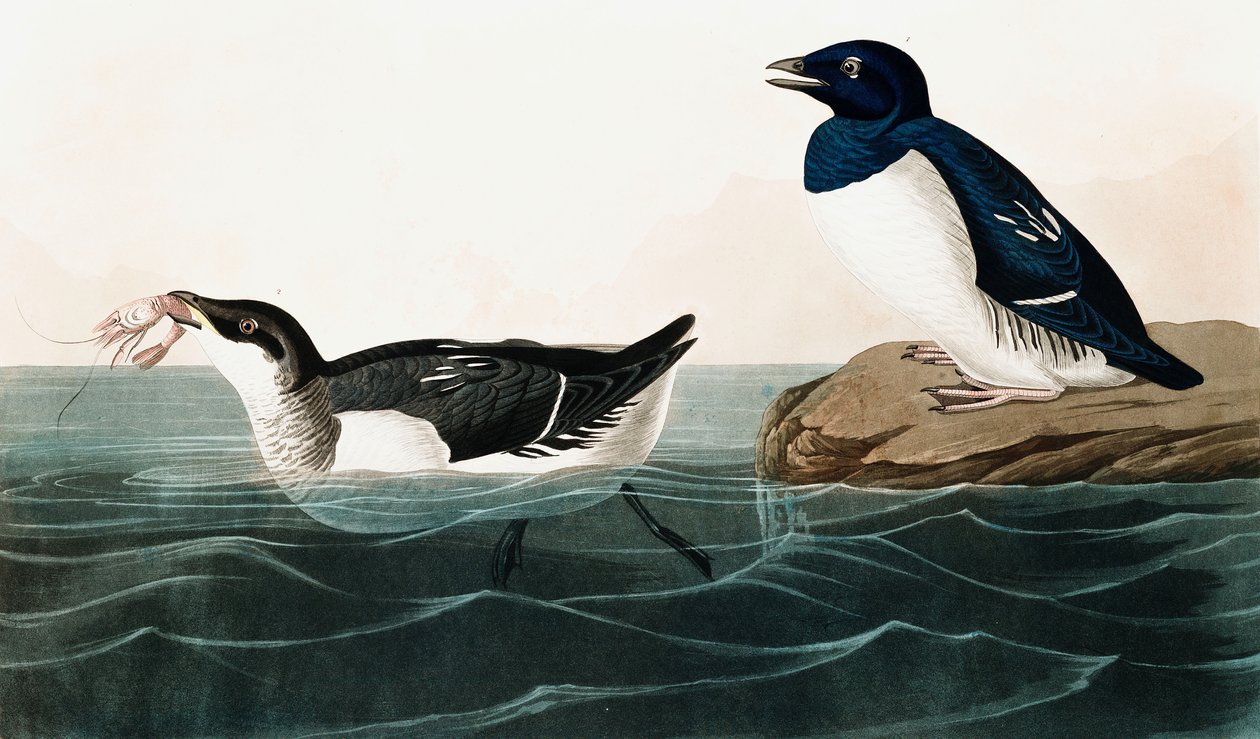 Little Auk, Uria Alle, fra The Birds of America av John J. Audubon, pub. 1827-38 (håndfarget gravering) av John James Audubon