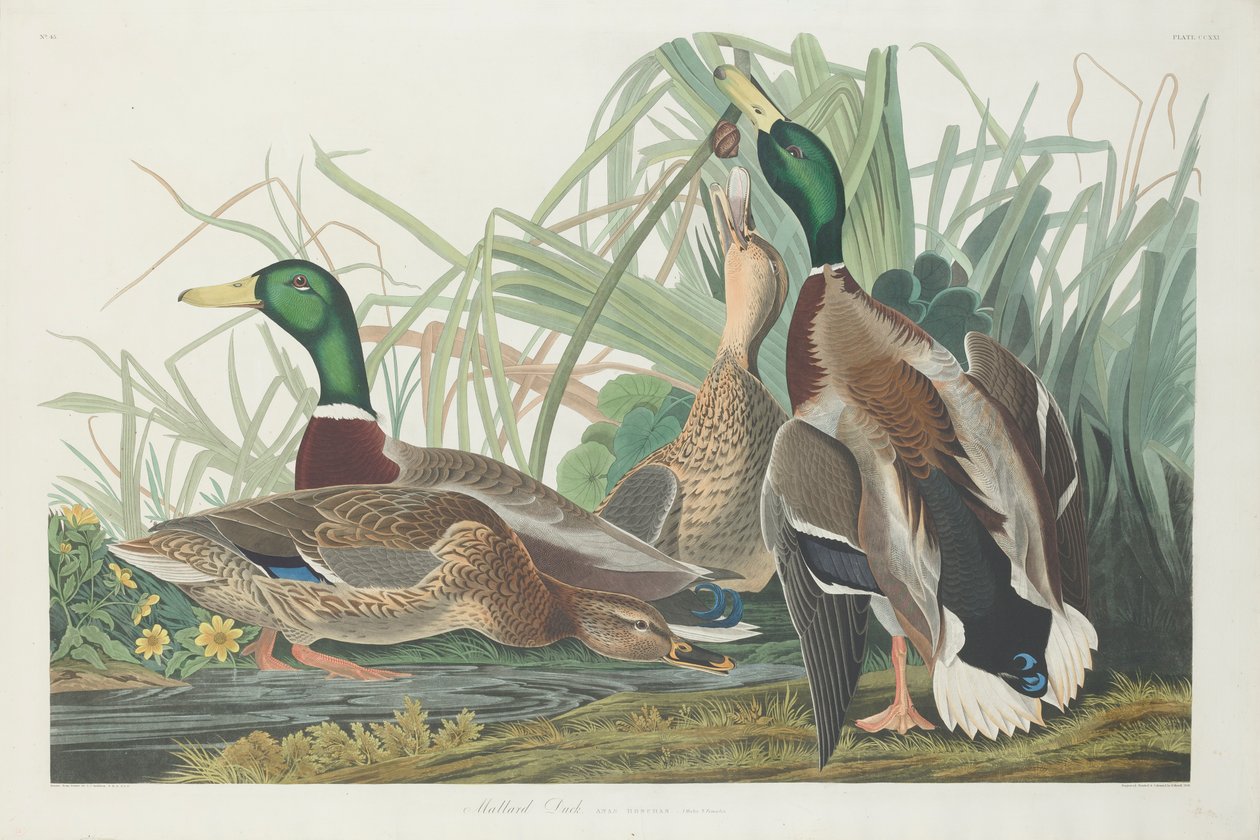Stokand, 1834 av John James Audubon