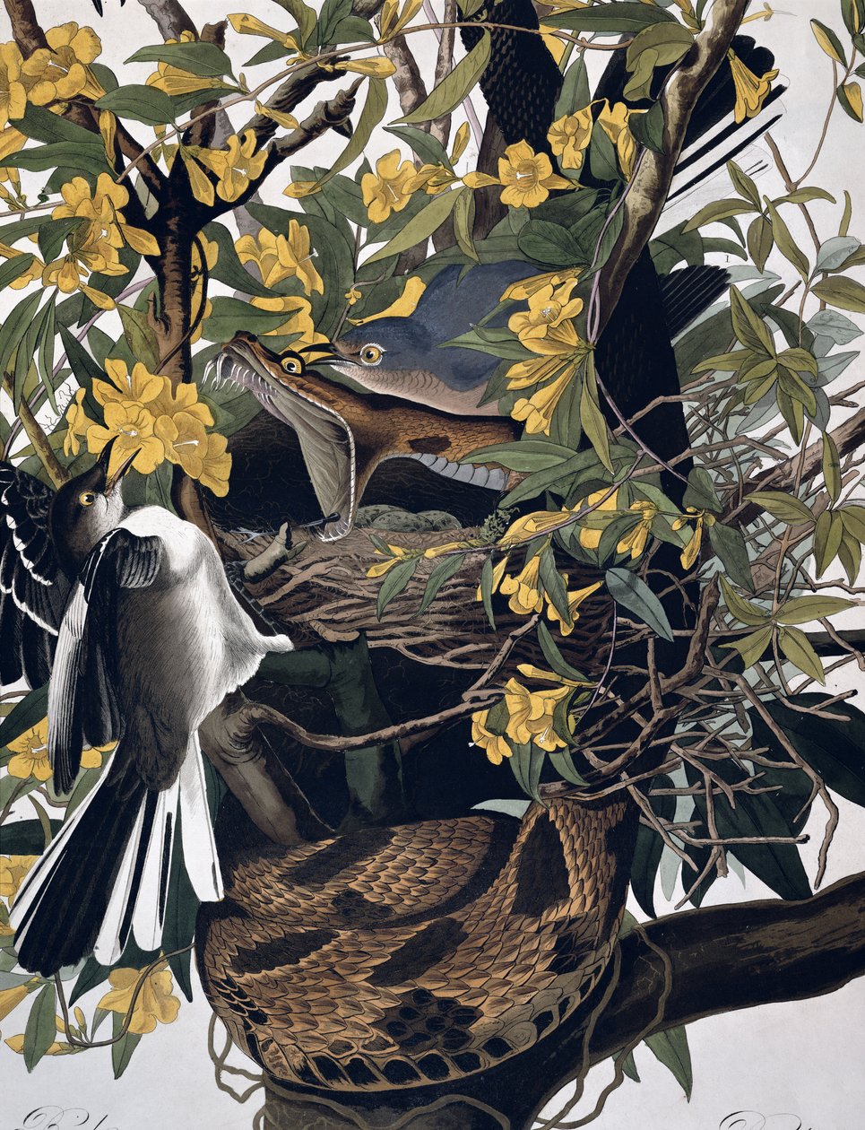 Mocking Birds and Rattlesnake, fra Birds of America, gravert av Robert Havell 1793-1878 farget graveringsdetalj fra 195125 av John James Audubon