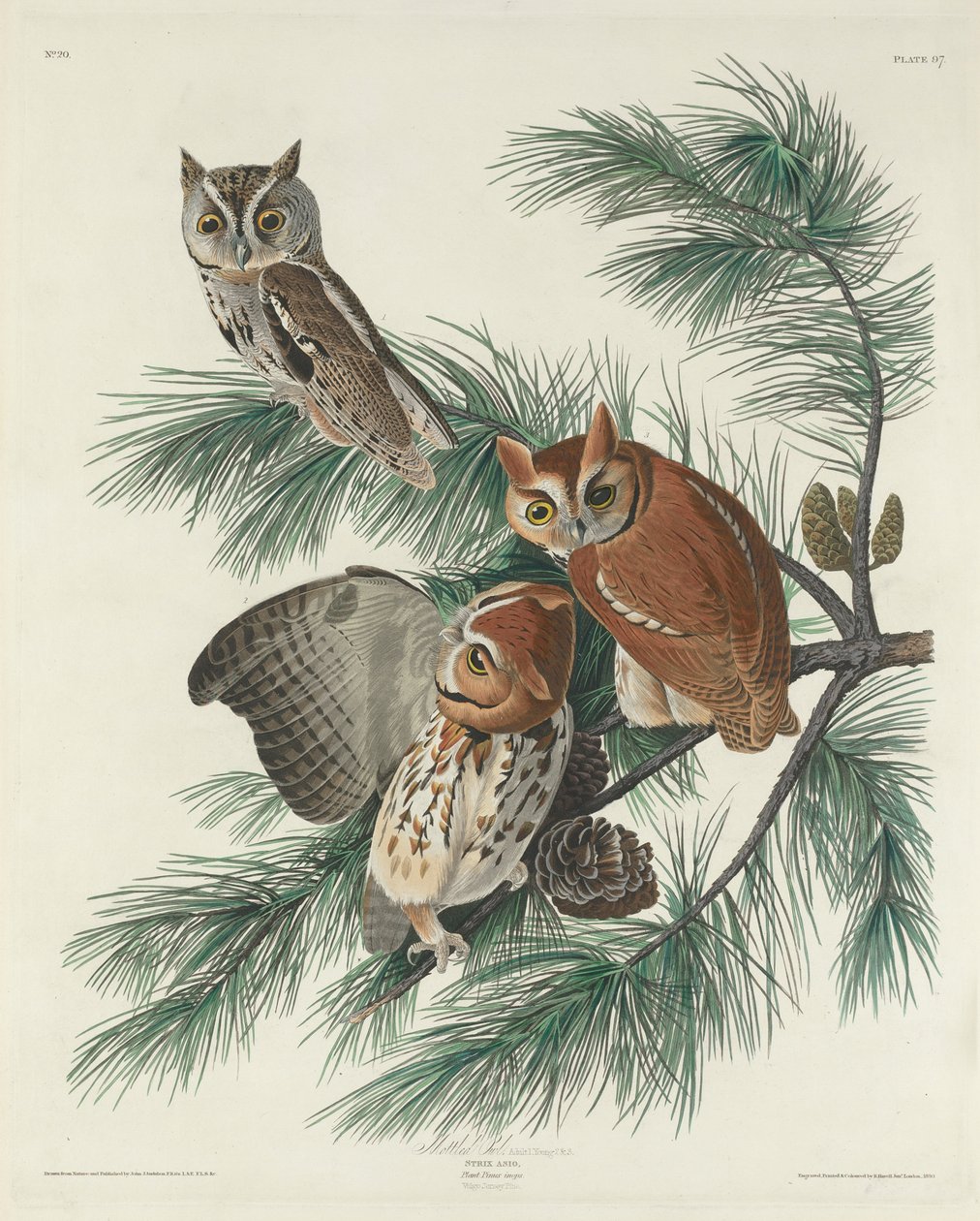 Flekket ugle, 1830 av John James Audubon