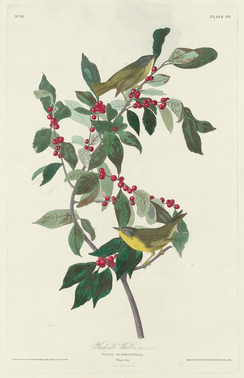 Nashville Warbler, 1830 av John James Audubon