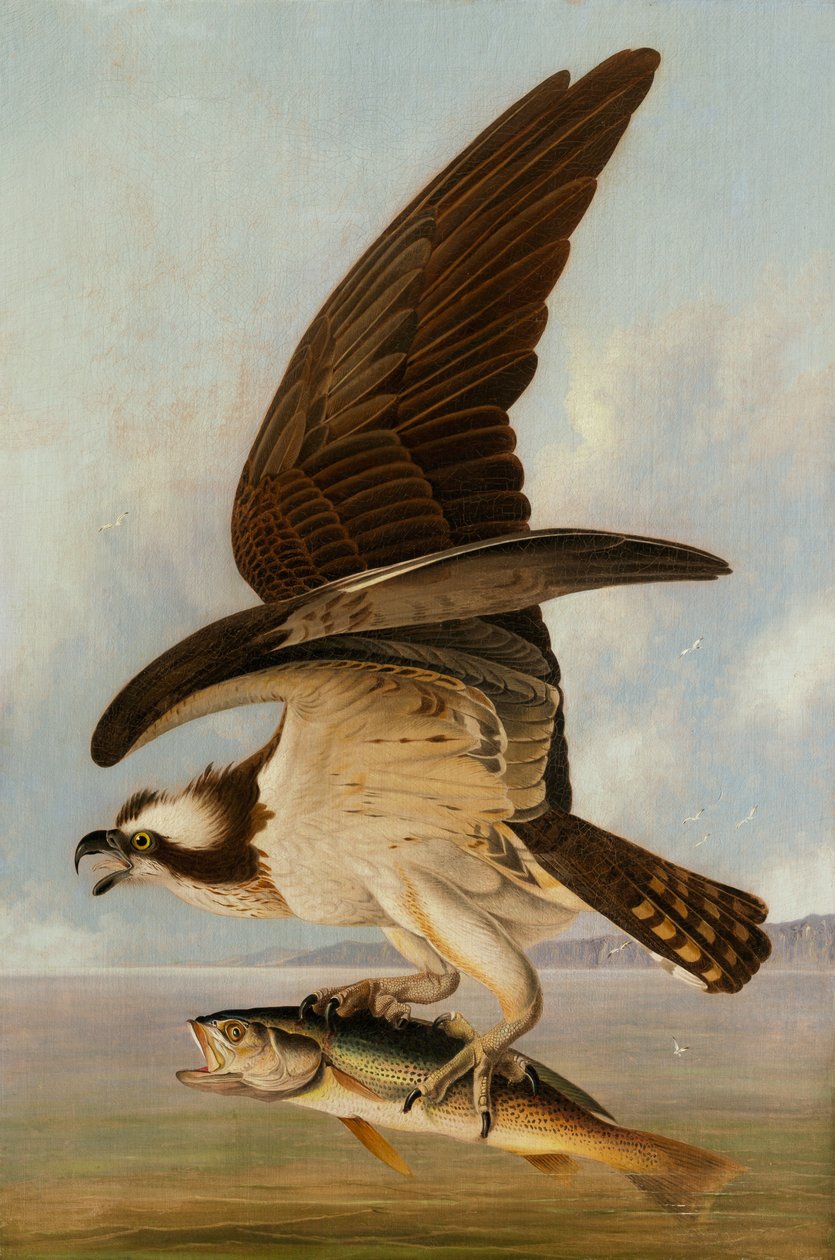 Osprey and Weakfish, 1829 (olje på lerret på hardboard) av John James Audubon