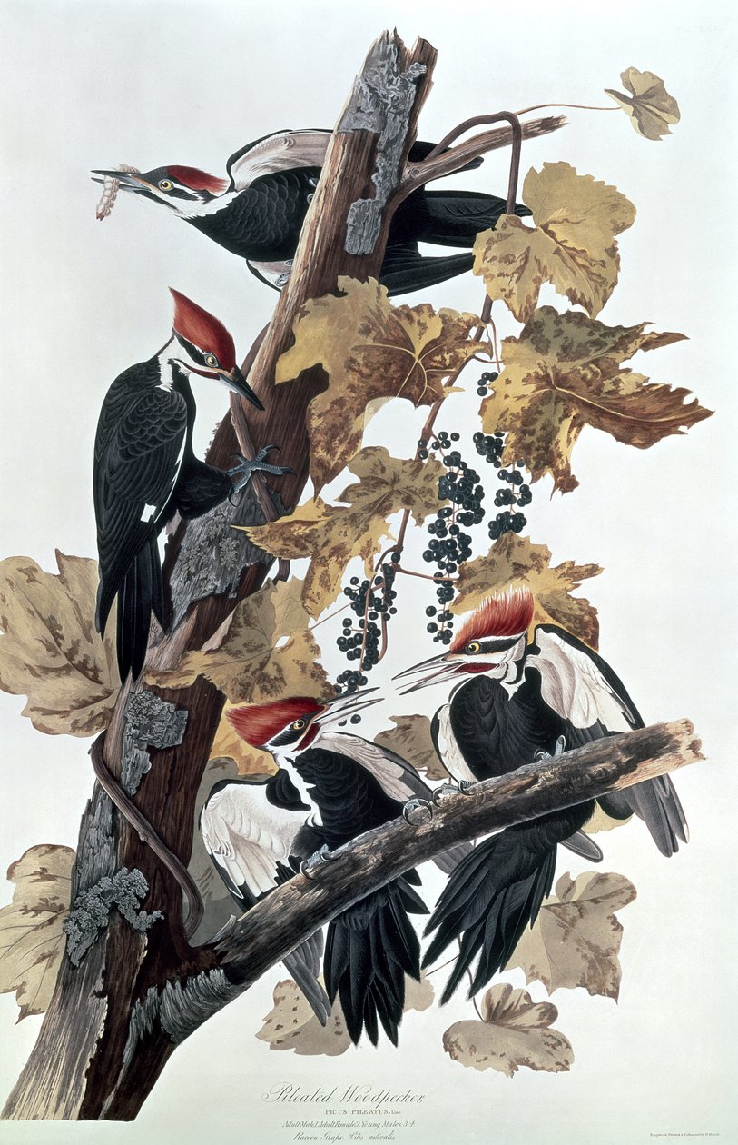 Pilete spetter av John James Audubon