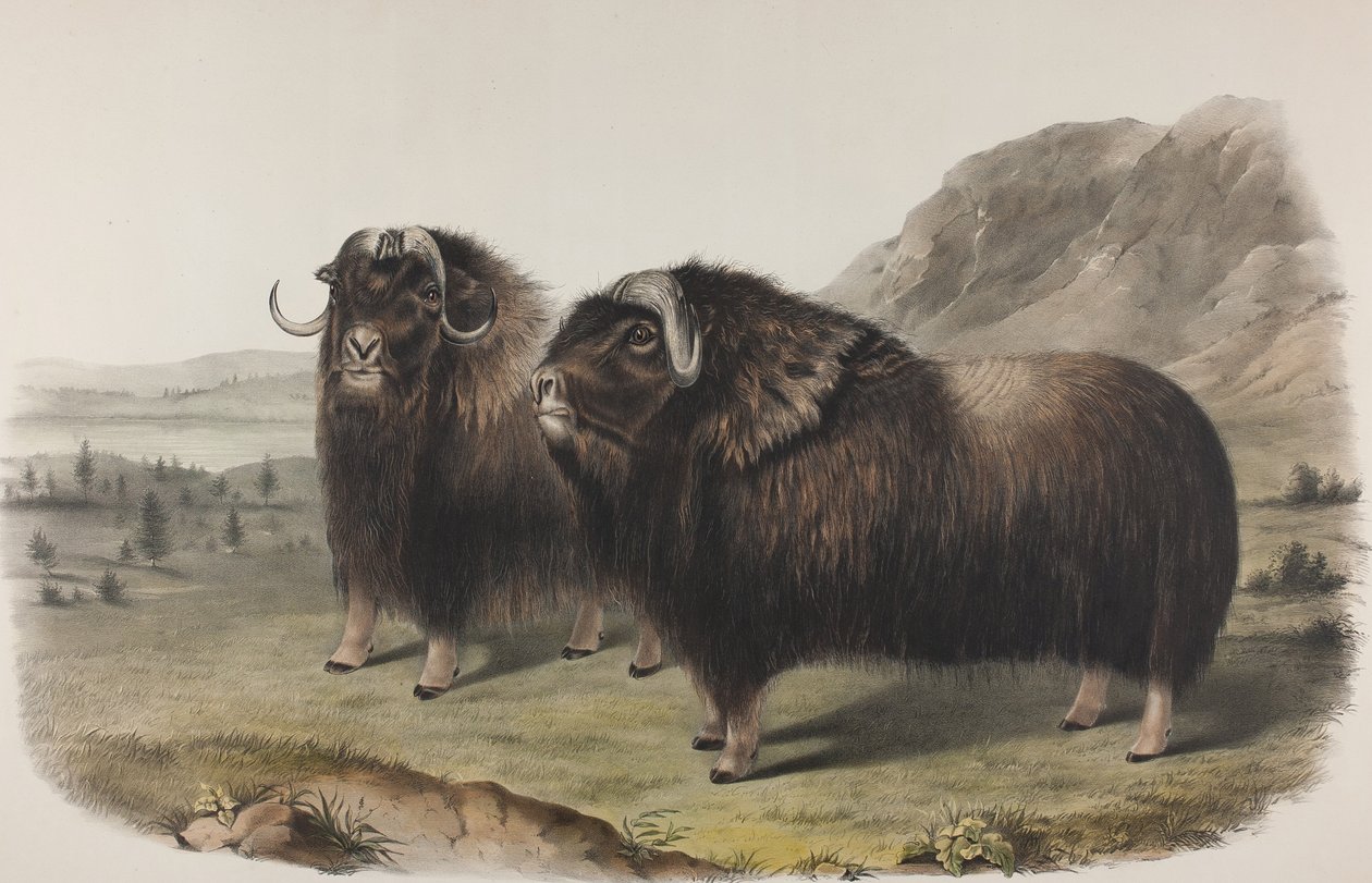 Plate 111. Ovibus Moschatus, Gmel. Moskusokse, 1848 (håndfarget og fargetrykt litho på vevd papir) av John James Audubon