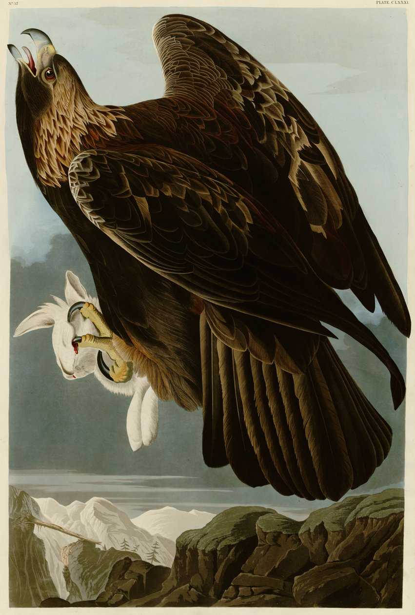 Plate 181 of Birds of America av John James Audubon som skildrer Golden Eagle av John James Audubon